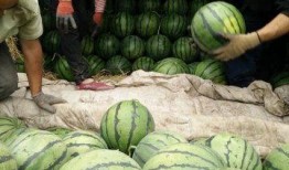 安新吃瓜网红事件最新,揭秘网络舆论背后的真相与争议